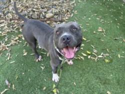 Shelter Stray Male Dog last seen , 14409 Vanowen St, Van Nuys, CA 91405, USA