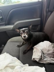 Found/Stray Male Dog last seen Near river rd, Pennsauken, NJ 08110