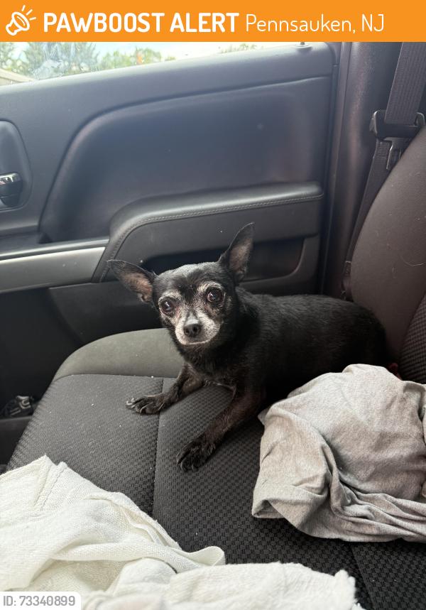 Found/Stray Male Dog last seen Near river rd, Pennsauken, NJ 08110