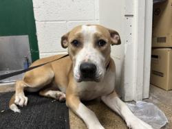 Shelter Stray Female Dog last seen VALENCIA, 333 Chandler Pl, San Bernardino, CA 92408, USA