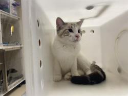 Shelter Stray Male Cat last seen Near BLOCK W PORT AVE - TRAP, 3839 W Burnham St, West Milwaukee, WI 53215, USA
