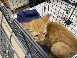 Shelter Stray Male Cat last seen Near BLOCK W WISCONSIN AVE, 3839 W Burnham St, West Milwaukee, WI 53215, USA