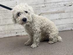 Shelter Stray Male Dog last seen BASELINE ST X SEPULVEDA AVE, 333 Chandler Pl, San Bernardino, CA 92408, USA