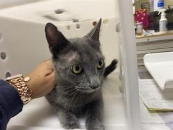 Shelter Stray Female Cat last seen Near BLOCK W GREENFIELD AVE, 3839 W Burnham St, West Milwaukee, WI 53215, USA