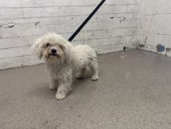 Shelter Stray Female Dog last seen BASELINE ST X SEPULVEDA AVE, 333 Chandler Pl, San Bernardino, CA 92408, USA
