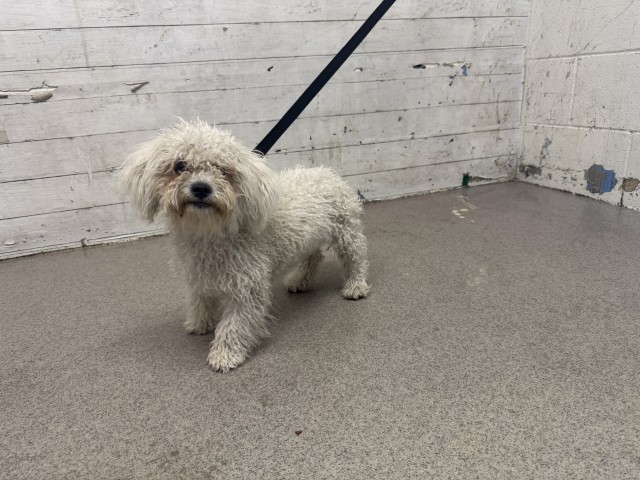 Shelter Stray Female Dog last seen BASELINE ST X SEPULVEDA AVE, 333 Chandler Pl, San Bernardino, CA 92408, USA