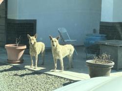 Shelter Stray Female Dog last seen Near BLOCK MOUNTAIN, 227 N D St, Perris, CA 92570, USA