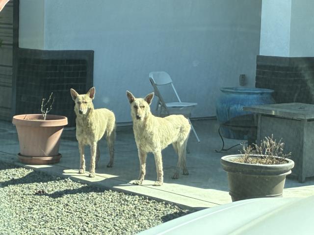 Shelter Stray Female Dog last seen Near BLOCK MOUNTAIN, 227 N D St, Perris, CA 92570, USA