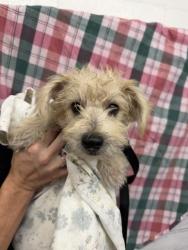 Shelter Stray Female Dog last seen ALDER & RANDALL, 333 Chandler Pl, San Bernardino, CA 92408, USA