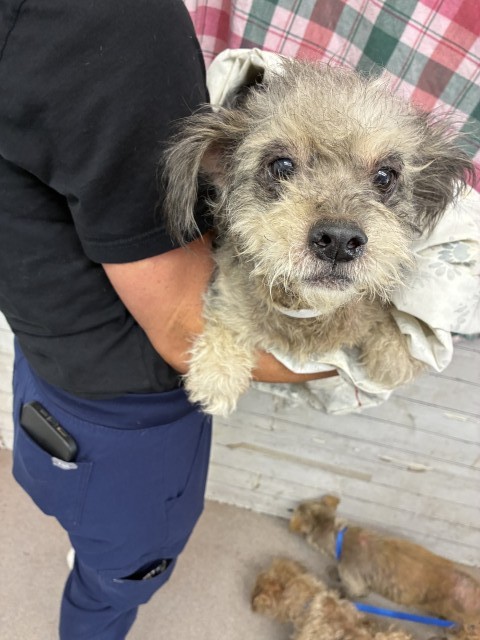 Shelter Stray Female Dog last seen ALDER & RANDALL, 333 Chandler Pl, San Bernardino, CA 92408, USA