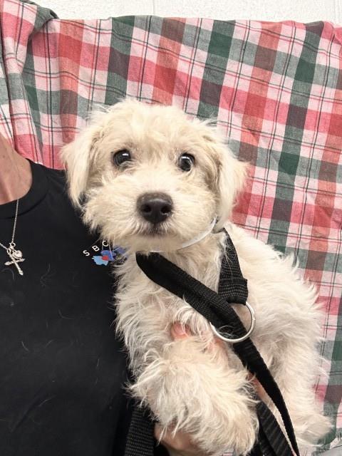 Shelter Stray Female Dog last seen ALDER & RANDALL, 333 Chandler Pl, San Bernardino, CA 92408, USA