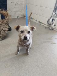 Shelter Stray Male Dog last seen S SIERRA WAY & E MILL ST, SAN BERNARDINO, CA, 92408, USA, 333 Chandler Pl, San Bernardino, CA 92408, USA