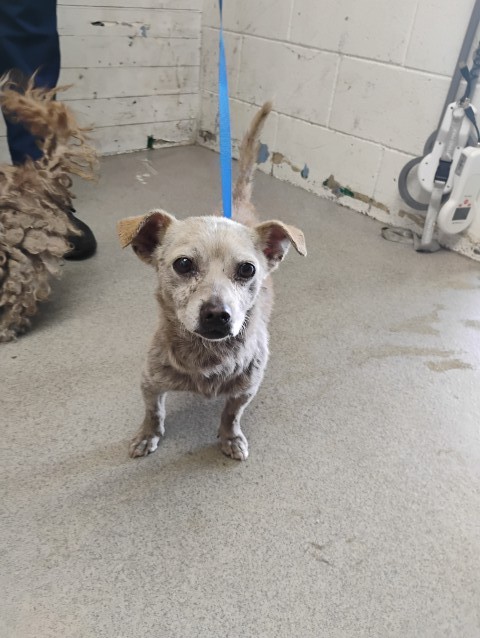 Shelter Stray Male Dog last seen S SIERRA WAY & E MILL ST, SAN BERNARDINO, CA, 92408, USA, 333 Chandler Pl, San Bernardino, CA 92408, USA