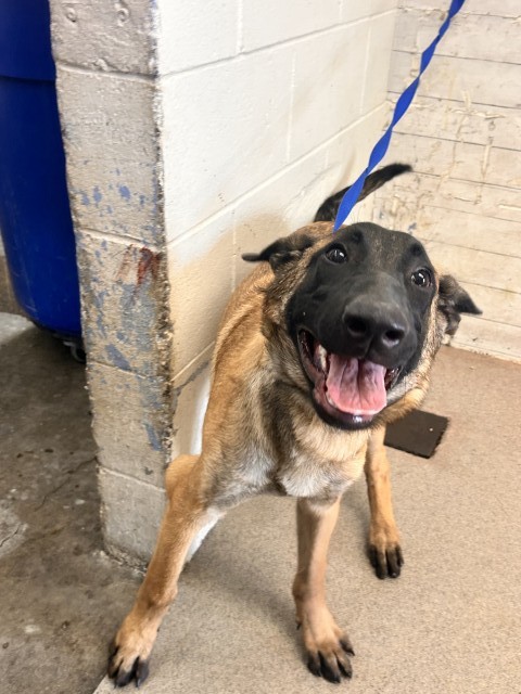 Shelter Stray Male Dog last seen DATE X MERRIL, 333 Chandler Pl, San Bernardino, CA 92408, USA