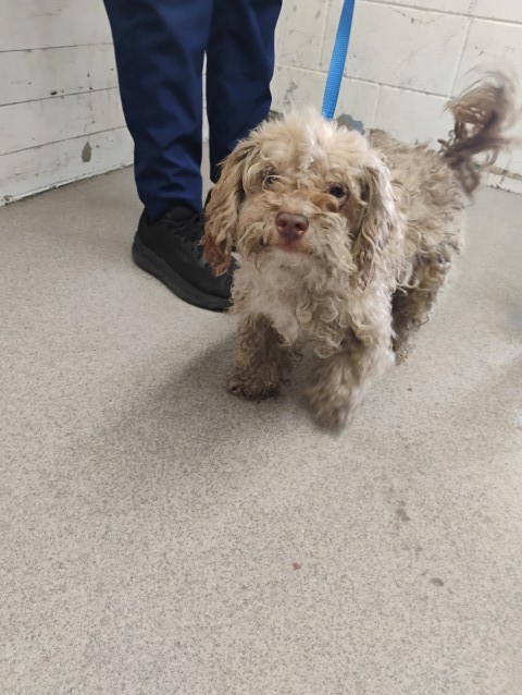 Shelter Stray Male Dog last seen S SIERRA WAY & E MILL ST, SAN BERNARDINO, CA, 92408, USA, 333 Chandler Pl, San Bernardino, CA 92408, USA