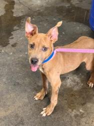 Shelter Stray Male Dog last seen OLIVE AND 7TH, 333 Chandler Pl, San Bernardino, CA 92408, USA
