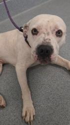 Shelter Stray Male Dog last seen Near, 2600 S Harding St, Indianapolis, IN 46221, USA