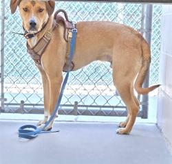 Shelter Stray Male Dog last seen Near BLOCK HEIGHTS DR, RENO NV 89503, 2825 Longley Ln Suite A, Reno, NV 89502, USA