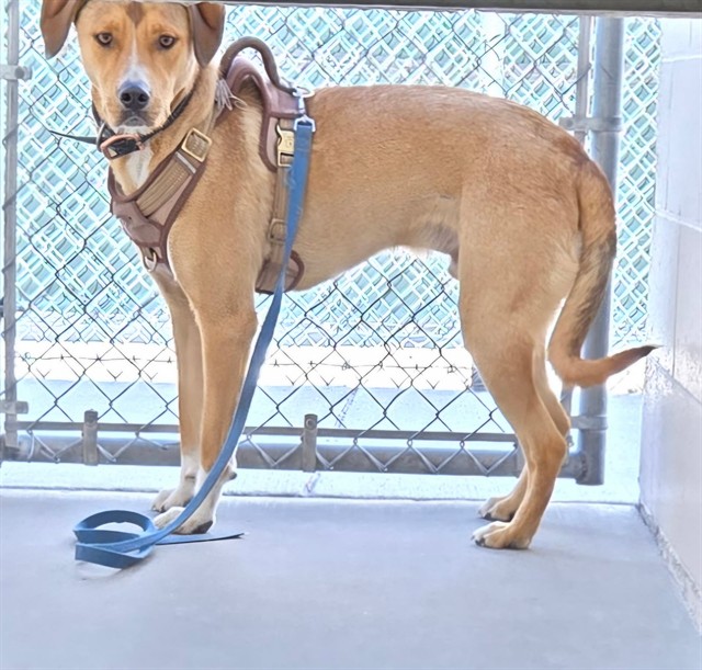 Shelter Stray Male Dog last seen Near BLOCK HEIGHTS DR, RENO NV 89503, 2825 Longley Ln Suite A, Reno, NV 89502, USA