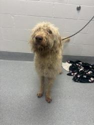Shelter Stray Male Dog last seen Near, 2600 S Harding St, Indianapolis, IN 46221, USA