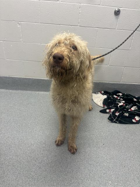 Shelter Stray Male Dog last seen Near, 2600 S Harding St, Indianapolis, IN 46221, USA