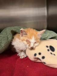 Shelter Stray Male Cat last seen Near BLOCK RUTLAND AVE, RIVERSIDE, CA 92503, 6851 Van Buren Boulevard, Jurupa Valley, CA 92509, USA
