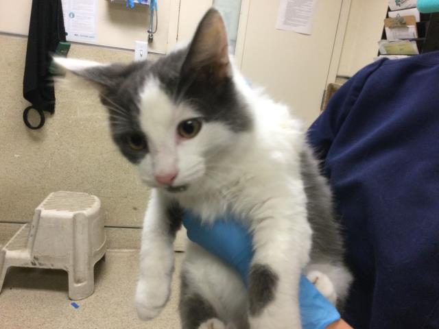 Shelter Stray Male Cat last seen Near BLOCK MAGNOLIA AVE, RIVERSIDE CA 92501, 6851 Van Buren Boulevard, Jurupa Valley, CA 92509, USA