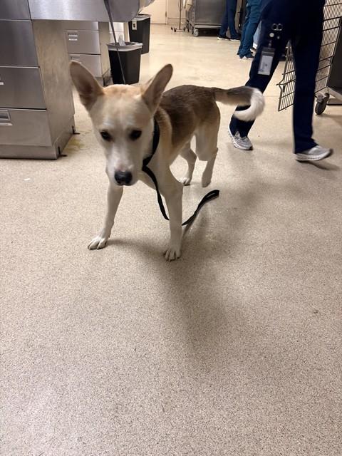 Shelter Stray Male Dog last seen Near BLOCK AVALON ST, JURUPA VALLEY CA 92509, 6851 Van Buren Boulevard, Jurupa Valley, CA 92509, USA