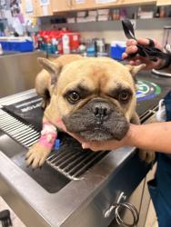 Shelter Stray Male Dog last seen Near BLOCK INDIANA AVE, RIVERSIDE, CA, 6851 Van Buren Boulevard, Jurupa Valley, CA 92509, USA