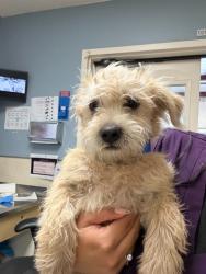 Shelter Stray Male Dog last seen Near BLOCK MURAL ST, PERRIS CA, 6851 Van Buren Boulevard, Jurupa Valley, CA 92509, USA