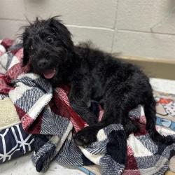 Shelter Stray Female Dog last seen FORNEY DR, 4950 SW Triana Blvd, Huntsville, AL 35805, USA