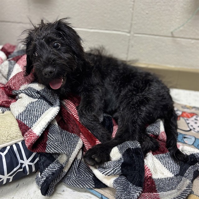Shelter Stray Female Dog last seen FORNEY DR, 4950 SW Triana Blvd, Huntsville, AL 35805, USA