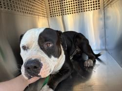 Shelter Stray Male Dog last seen 19TH ST AND BROADWAY RD, 1920 S Lewis, Mesa, AZ 85210, USA