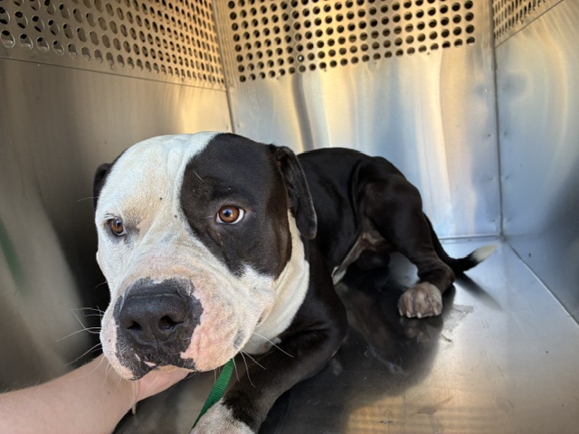 Shelter Stray Male Dog last seen 19TH ST AND BROADWAY RD, 1920 S Lewis, Mesa, AZ 85210, USA