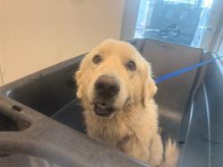 Shelter Stray Female Dog last seen 19TH ST AND BROADWAY RD, 1920 S Lewis, Mesa, AZ 85210, USA
