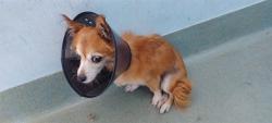 Shelter Stray Female Dog last seen , 4275 Elton St, Baldwin Park, CA 91706, USA