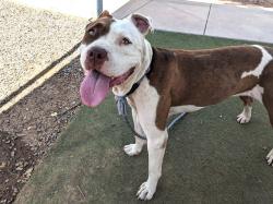 Shelter Stray Female Dog last seen Near BLOCK S 7TH ST. #5, 2500 S 27th Ave, Phoenix, AZ 85009, USA