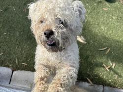 Shelter Stray Male Dog last seen , 1850 W 60th St, Los Angeles, CA 90047, USA