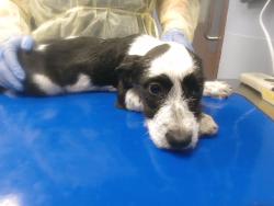 Shelter Stray Female Dog last seen 88TH DR AND OSBORN RD, 2500 S 27th Ave, Phoenix, AZ 85009, USA
