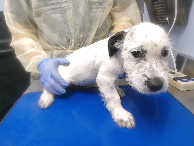 Shelter Stray Female Dog last seen 88TH DR AND OSBORN RD, 2500 S 27th Ave, Phoenix, AZ 85009, USA