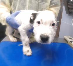 Shelter Stray Male Dog last seen 88TH DR AND OSBORN RD, 2500 S 27th Ave, Phoenix, AZ 85009, USA