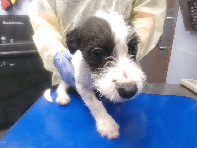 Shelter Stray Male Dog last seen 88TH DR AND OSBORN RD, 2500 S 27th Ave, Phoenix, AZ 85009, USA