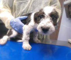 Shelter Stray Male Dog last seen 88TH DR AND OSBORN RD, 2500 S 27th Ave, Phoenix, AZ 85009, USA
