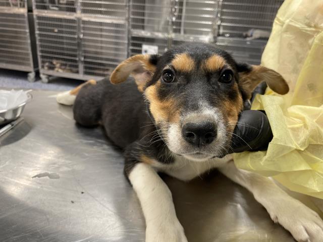 Shelter Stray Female Dog last seen Near BLOCK JACKSON ST, INDIO CA 92203, 72050 Pet Land Pl, Thousand Palms, CA 92276, USA