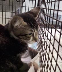 Shelter Stray Male Cat last seen , 1850 W 60th St, Los Angeles, CA 90047, USA