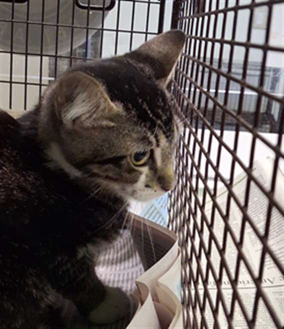 Shelter Stray Male Cat last seen , 1850 W 60th St, Los Angeles, CA 90047, USA