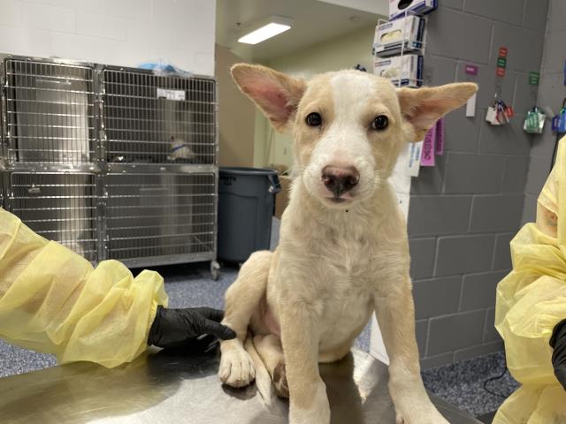 Shelter Stray Male Dog last seen Near BLOCK JACKSON ST, INDIO CA 92203, 72050 Pet Land Pl, Thousand Palms, CA 92276, USA