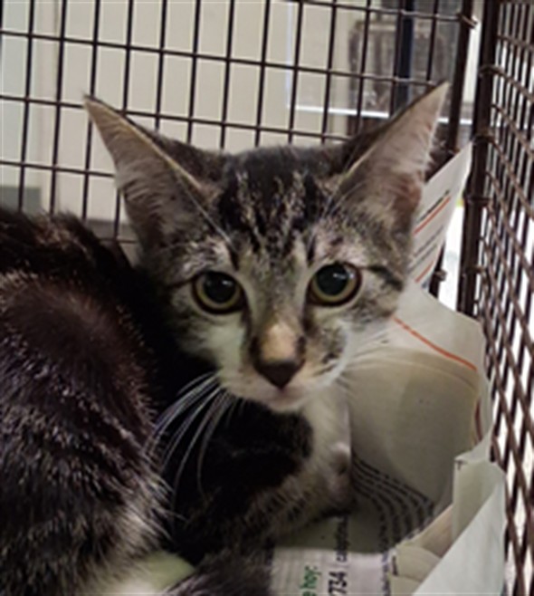 Shelter Stray Male Cat last seen , 1850 W 60th St, Los Angeles, CA 90047, USA