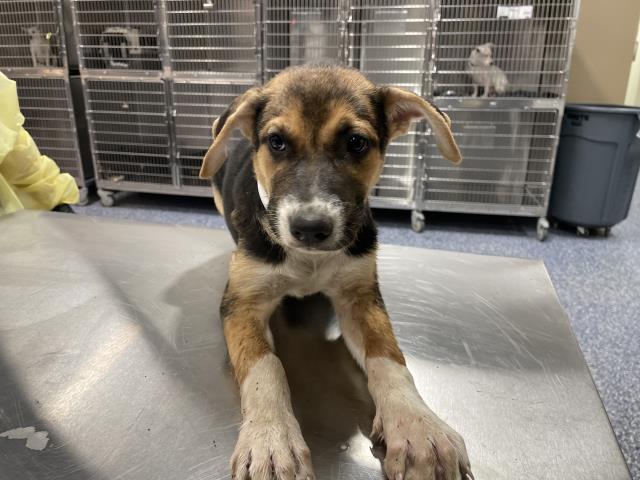Shelter Stray Female Dog last seen Near BLOCK JACKSON ST, INDIO CA 92203, 72050 Pet Land Pl, Thousand Palms, CA 92276, USA