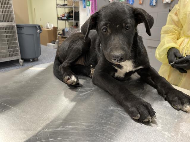Shelter Stray Female Dog last seen Near BLOCK JACKSON ST, INDIO CA 92203, 72050 Pet Land Pl, Thousand Palms, CA 92276, USA